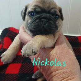 Nicholas - Fawn male Pug puppy in Concho Valley, Arizona from Agape Pugs