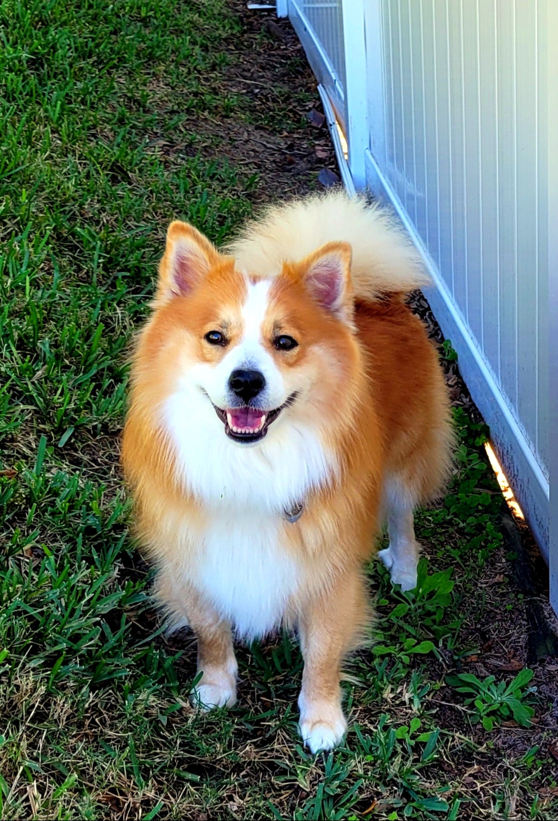 Valur - Icelandic Sheepdog