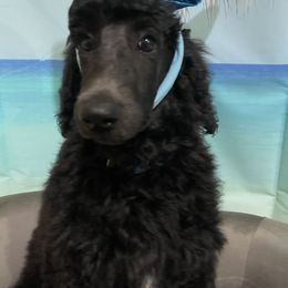 Poodle Puppies from Abbott Standard Poodles