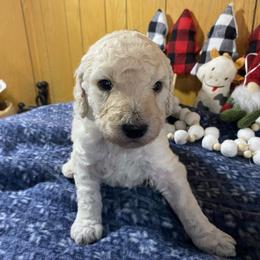 TRISTAN - Black Collar Boy - Cream male Poodle puppy in Charlo, Montana from Heavenly Hilltop Farm