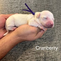 Cranberry - Light golden female Golden Retriever puppy in Conroe, Texas from Tails of Cypress