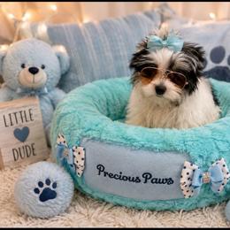 Ricky - Parti male Yorkshire Terrier puppy in Belpre, Ohio from Blackwoods Yorkies