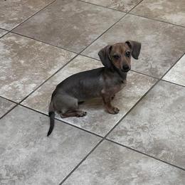 Rubii - Dachshund