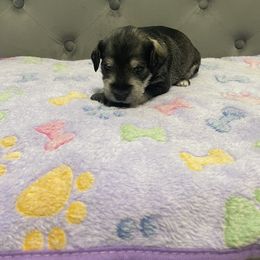 Miniature Schnauzer Puppies from Miniature Schnauzer Paradise llc