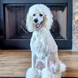 Emmy - Poodle