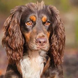 Buffalo - English Cocker Spaniel