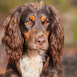 Buffalo - English Cocker Spaniel