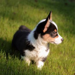 Vincent (Vince) - Black and tan male Pembroke Welsh Corgi puppy in Benton, Arkansas from High Cotton Corgis
