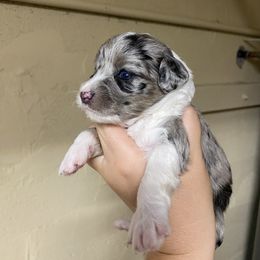 Aussiedoodle Puppies from Arizona Lane Doodles