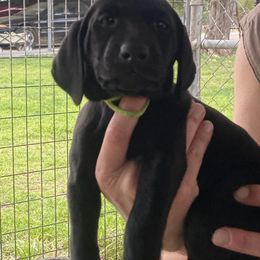 Labrador Retriever Puppies from Fuller Paws of Texas
