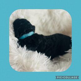 Mr. Light Blue - Black and white male Aussiedoodle puppy in Taylor, Missouri from Pawsitively Doodles
