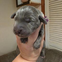 PRINCESS ROSALINA - Blue female Weimaraner puppy in Ferrum, Virginia from LAAT Weims