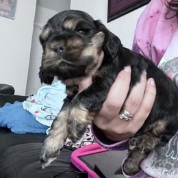Cocker Spaniel Puppies from Southern Family Kennel