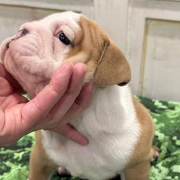 Bulldog Puppies from Bulldog's 4 Brothers