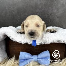 Max - Cream male Goldendoodle puppy in Utah County, Utah from Big Hearted Breeders