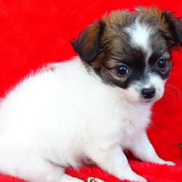 Chihuahuas, Companion Crosses, and Poodles from Mel's Wags & Kisses