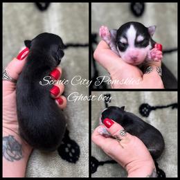 The Ghost Boy - Black and white male Pomsky puppy in Rossville, Georgia from Scenic City Pomskies