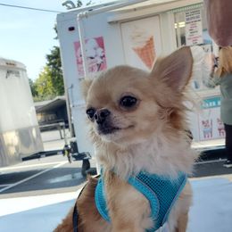 Chihuahua All Grown Up from Precious Paws Chihuahuas