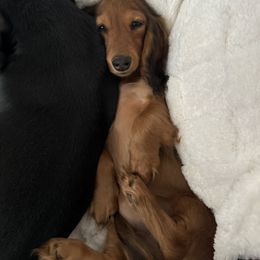 Dachshund Puppies from Little Legs Miniature Dachshunds