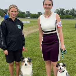 Miniature American Shepherd puppies from Cashecho Kennel