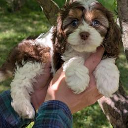 Stoogette - Tri-color female Cavapoo puppy in Coshocton, Ohio from Forever Family Puppies