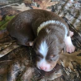 Mossy - Red tri male Miniature Australian Shepherd puppy in Paris, Texas from Blue Envy Mini Aussies