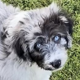 Aussiedoodle, Australian Shepherd, and Toy Australian Shepherd Puppies from Tumblin T Aussies and Aussiedoodles