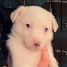 Australian Shepherds from Serenity Ranch