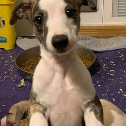 Whippet Puppies from Liberty Whippets