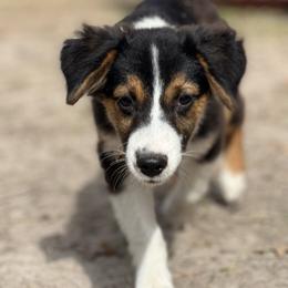 Australian Cattle Dog, Australian Shepherd, Companion Cross, and Miniature Australian Shepherd Puppies from MK Aussies