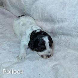 Pollock - Black and white male Cockapoo puppy in Sunset, Louisiana from Cano Cockapoos