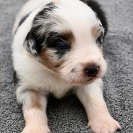 Morrigan - Blue merle female Miniature American Shepherd puppy in Damascus, Oregon from Rebel Soul Minis