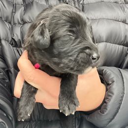Blitzen - Black female Labradoodle puppy in Monticello, Georgia from Daylin’s Doodles & Labradors