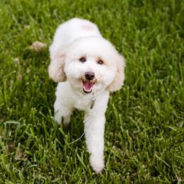 Fritz - Poodle