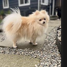 Pomeranian Puppies from Highlander Pomeranians