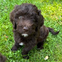 Sven - Red male Aussiedoodle puppy in Churchville, New York from Bluebird Family Farm