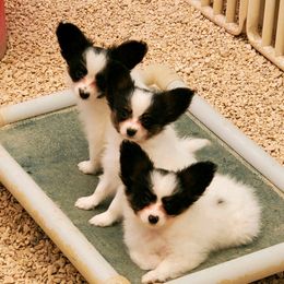 Papillon Puppies from Clearlake Papillons