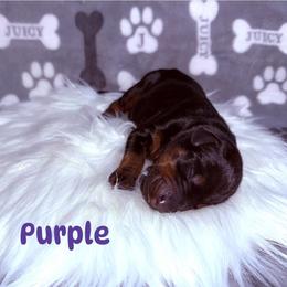 Purple - Black and rust female Doberman Pinscher puppy in Louisville, Kentucky from Ruiz Dobermans