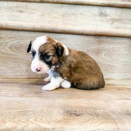 Cookie - Red and white female American Corgi puppy in Phelan, California from Desert Sunset Corgis