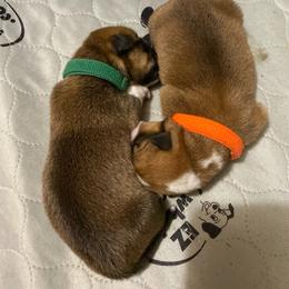 Pembroke Welsh Corgi Puppies from Swezey Pembroke Welsh Corgis
