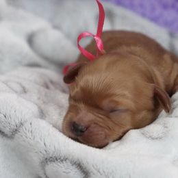 Cavapoo and Saint Bernard Puppies from Horseshoe Drive Kennel