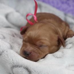 Cavapoo and Saint Bernard Puppies from Horseshoe Drive Kennel