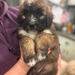 Brown male - Brown and white male Saint Berdoodle puppy in Saint Joseph, Missouri from Home Raised St. Berdoodles