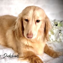 Maple - Dachshund