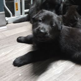 German Shepherd Puppies from Blanchard's Upstate Shepherds