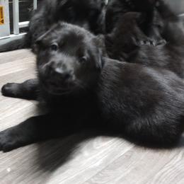 German Shepherd Puppies from Blanchard's Upstate Shepherds
