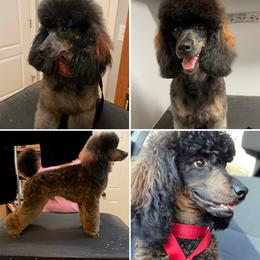 Poodle All Grown Up from Criggle’s Poodles