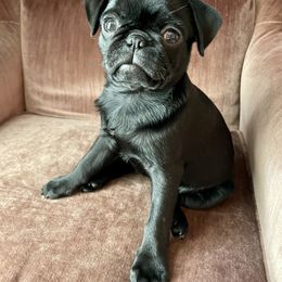 Pug Puppies from Galaxy Pugs of Georgia
