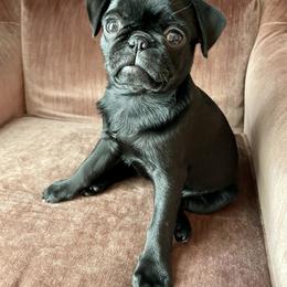 Pug Puppies from Galaxy Pugs of Georgia