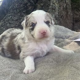 Border Collie and Pembroke Welsh Corgi Puppies from Whisenhunt Farms
